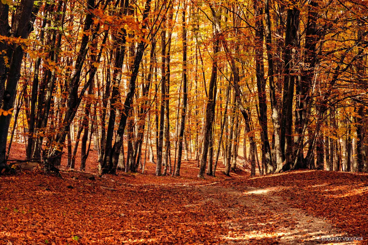 Camminata nei colori dell'autunno a Romagnese Camminata nei colori dell'autunno a Romagnese