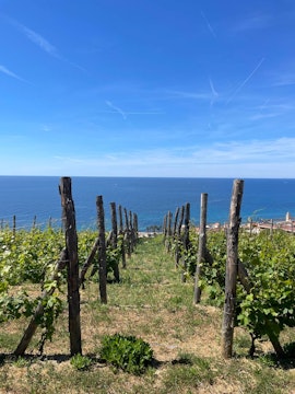 FAI UN GIRO IN VIGNA - 5° EDIZIONE