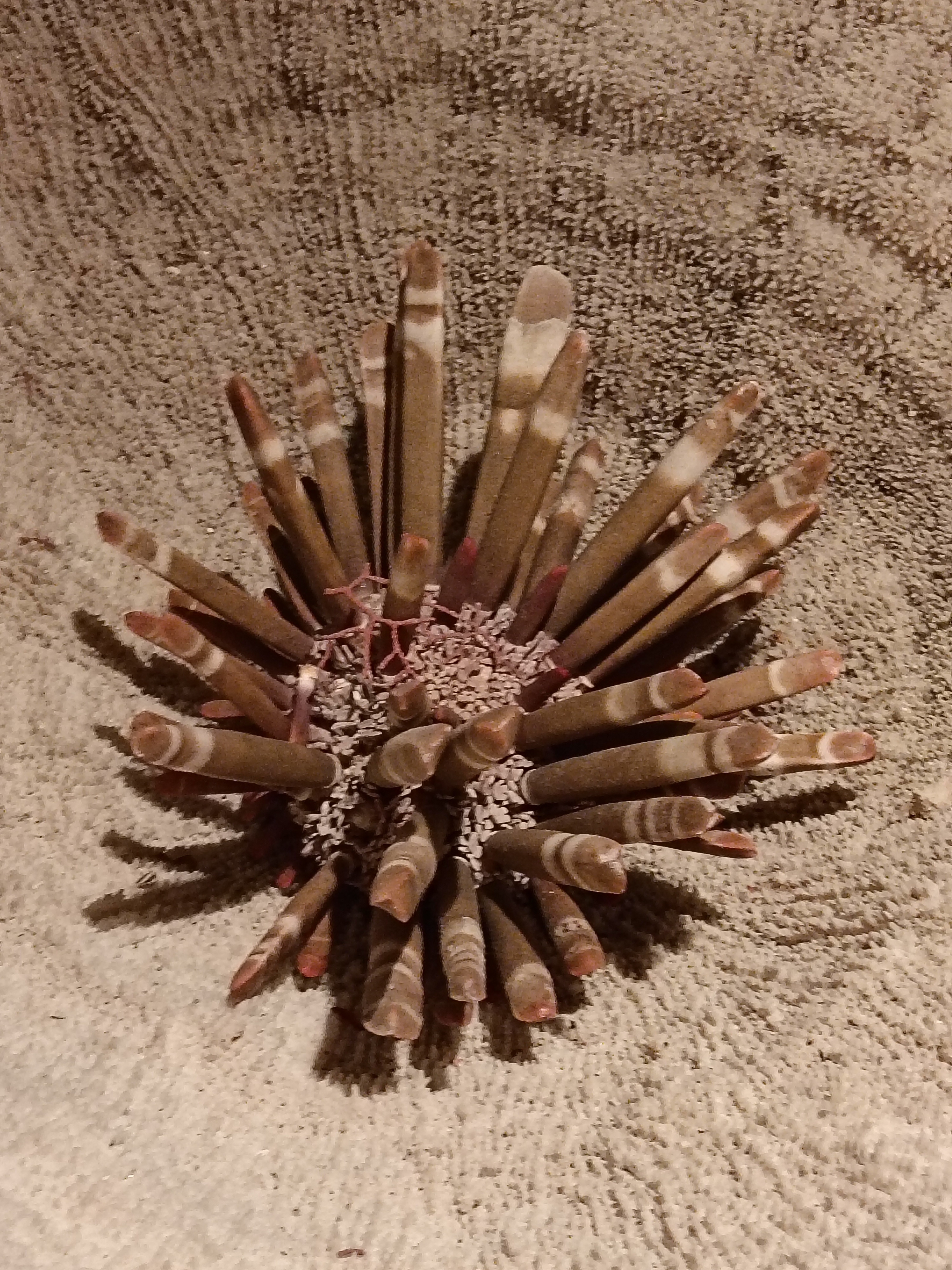 Il Polo Museale Unical. Visitiamo I Musei Di Zoologia, Mineralogia e Petrografia, Paleontologia.