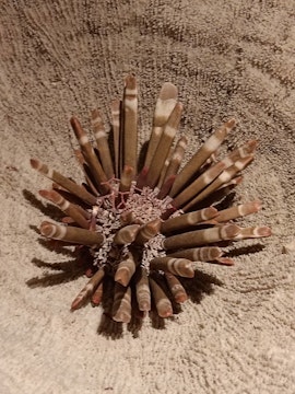 Il Polo Museale Unical. Visitiamo I Musei Di Zoologia, Mineralogia e Petrografia, Paleontologia.