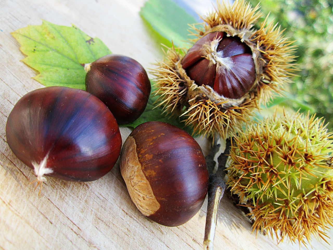 SAPERE i SAPORI: la castagna
