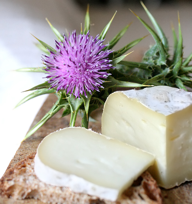 SAPERE I SAPORI – I formaggi a caglio vegetale