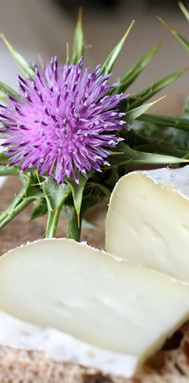 SAPERE I SAPORI – I formaggi a caglio vegetale