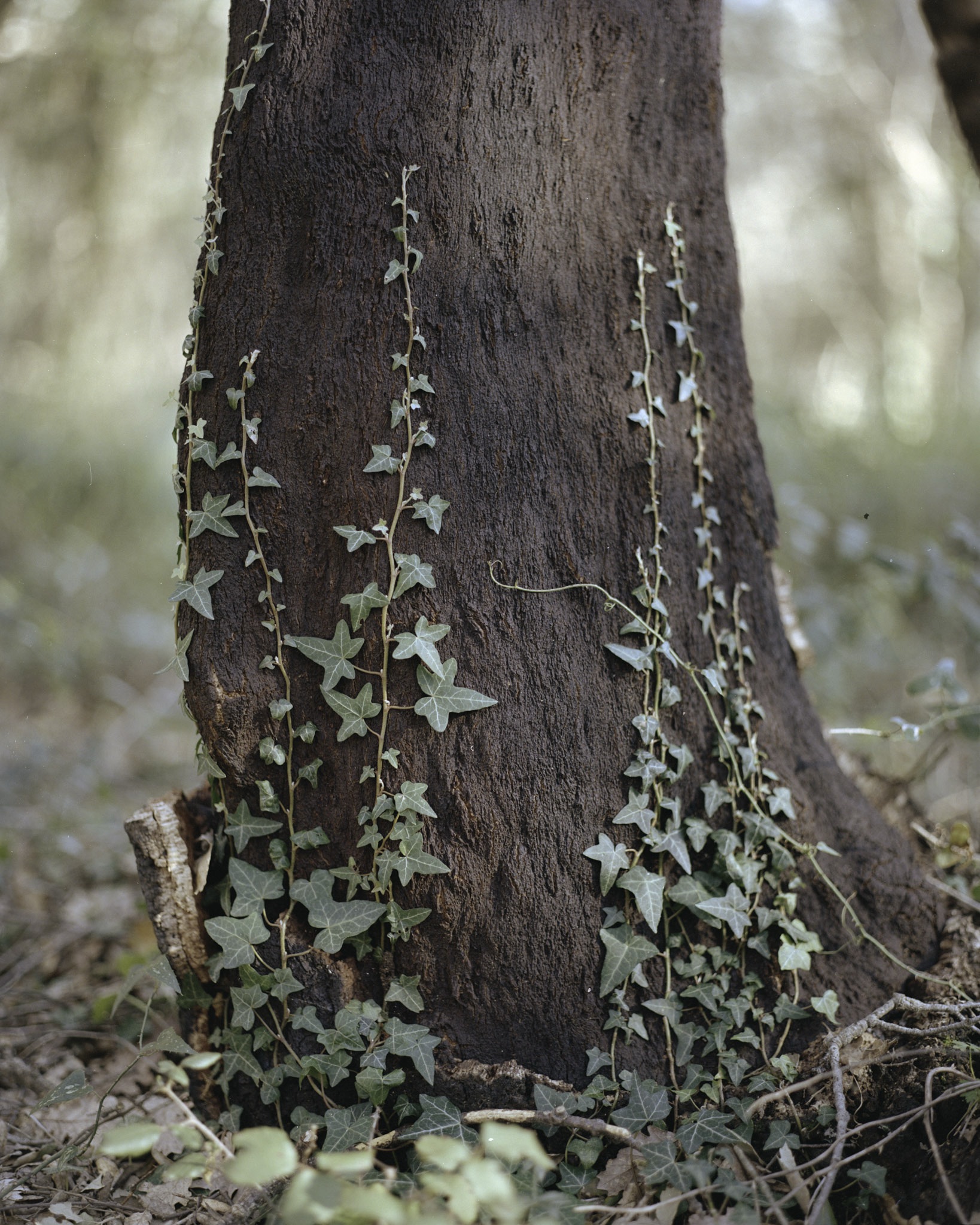 The Redemption of Nature