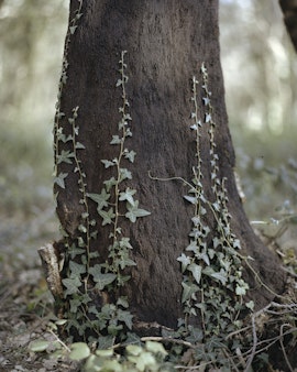 The Redemption of Nature