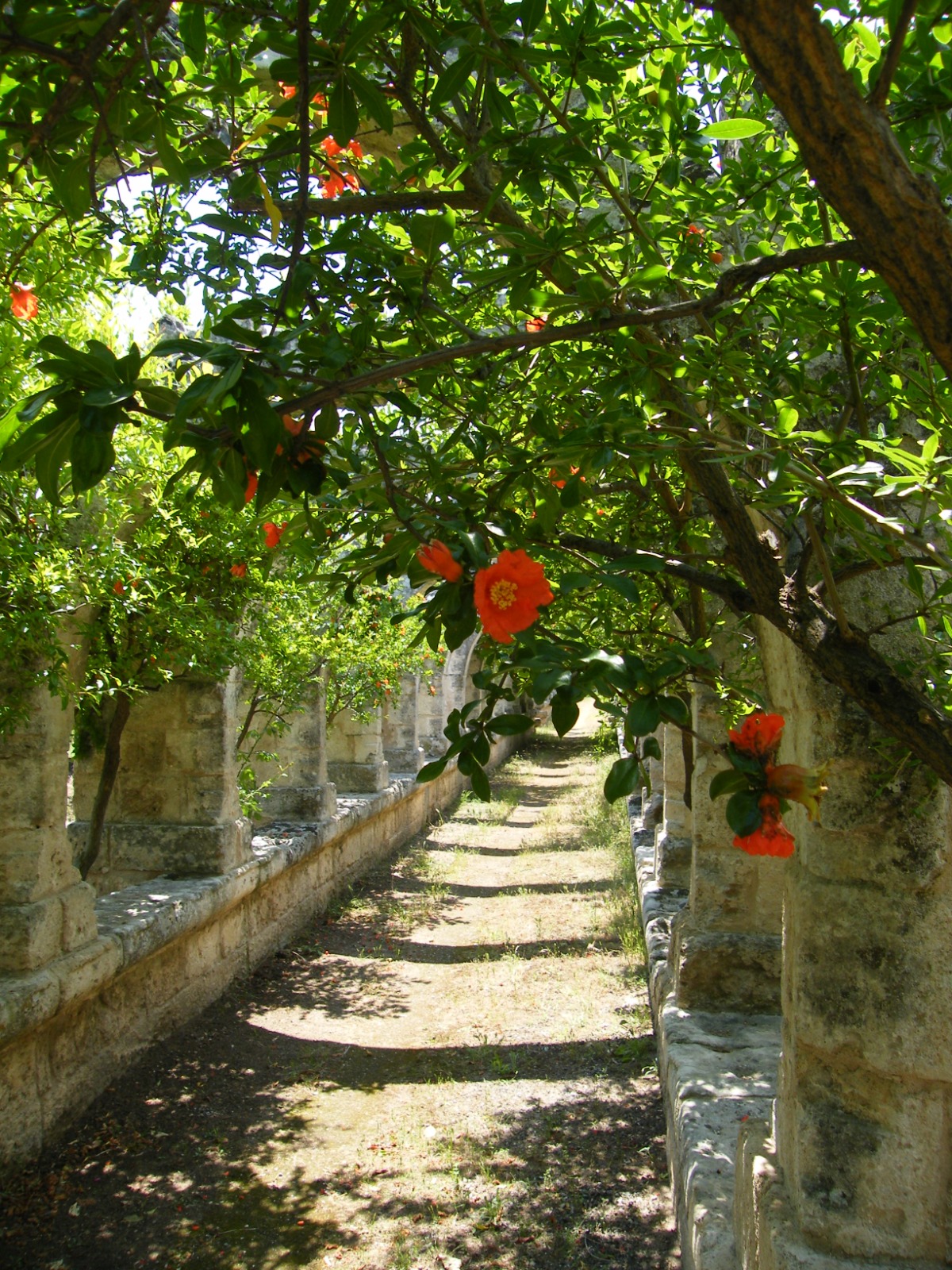 ITINERARI : Alla scoperta dell'ultimo giardino urbano  di Monopoli - EVENTO ANNULLATO