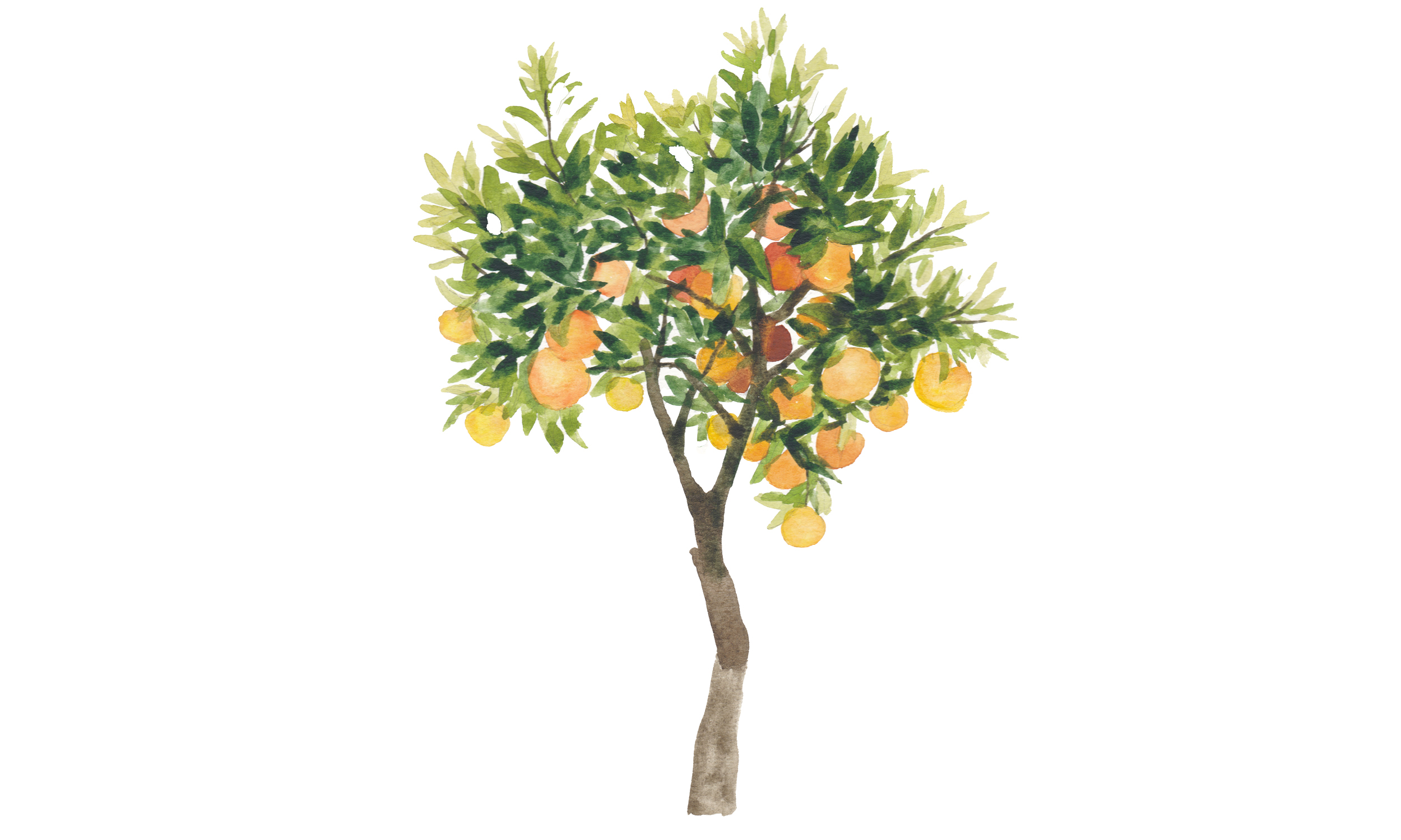 Risveglio alla Kolymbethra