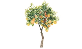 Alla scoperta del bosco ripariale