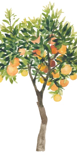 Alla scoperta del bosco ripariale