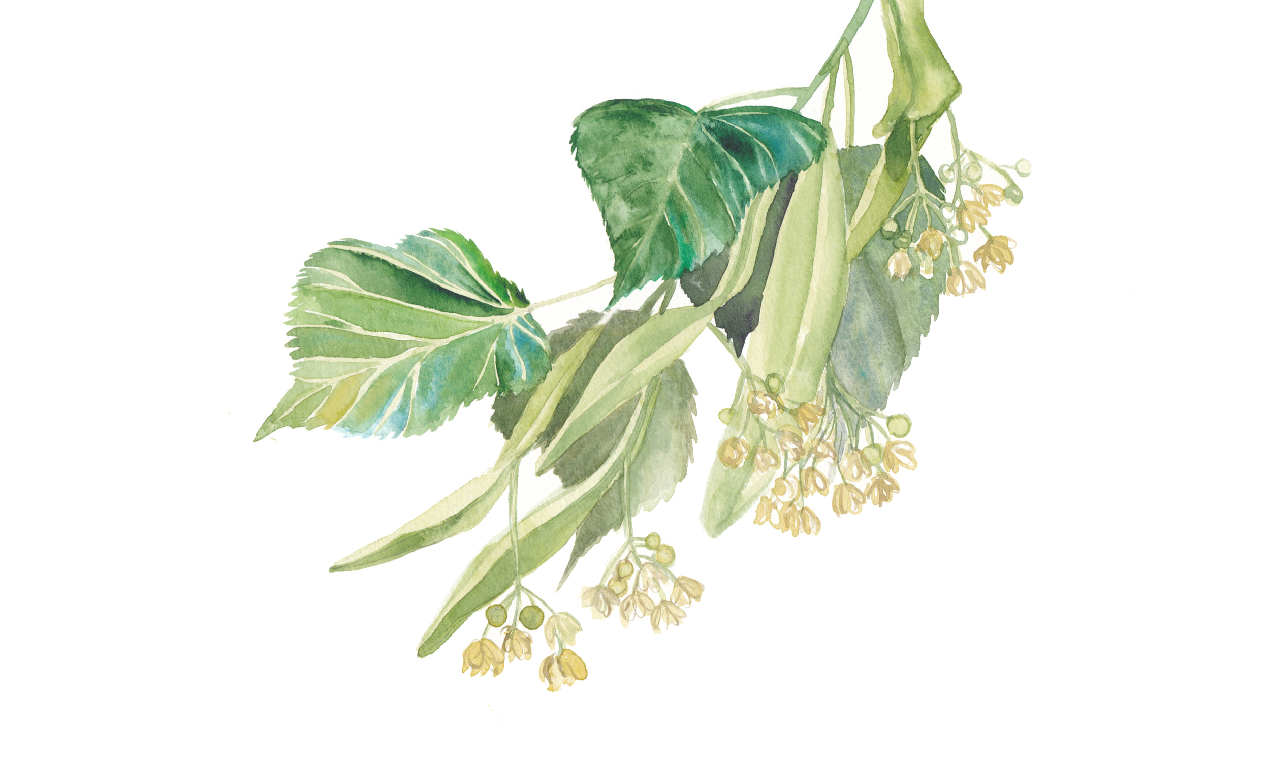Alla scoperta del bosco ripariale