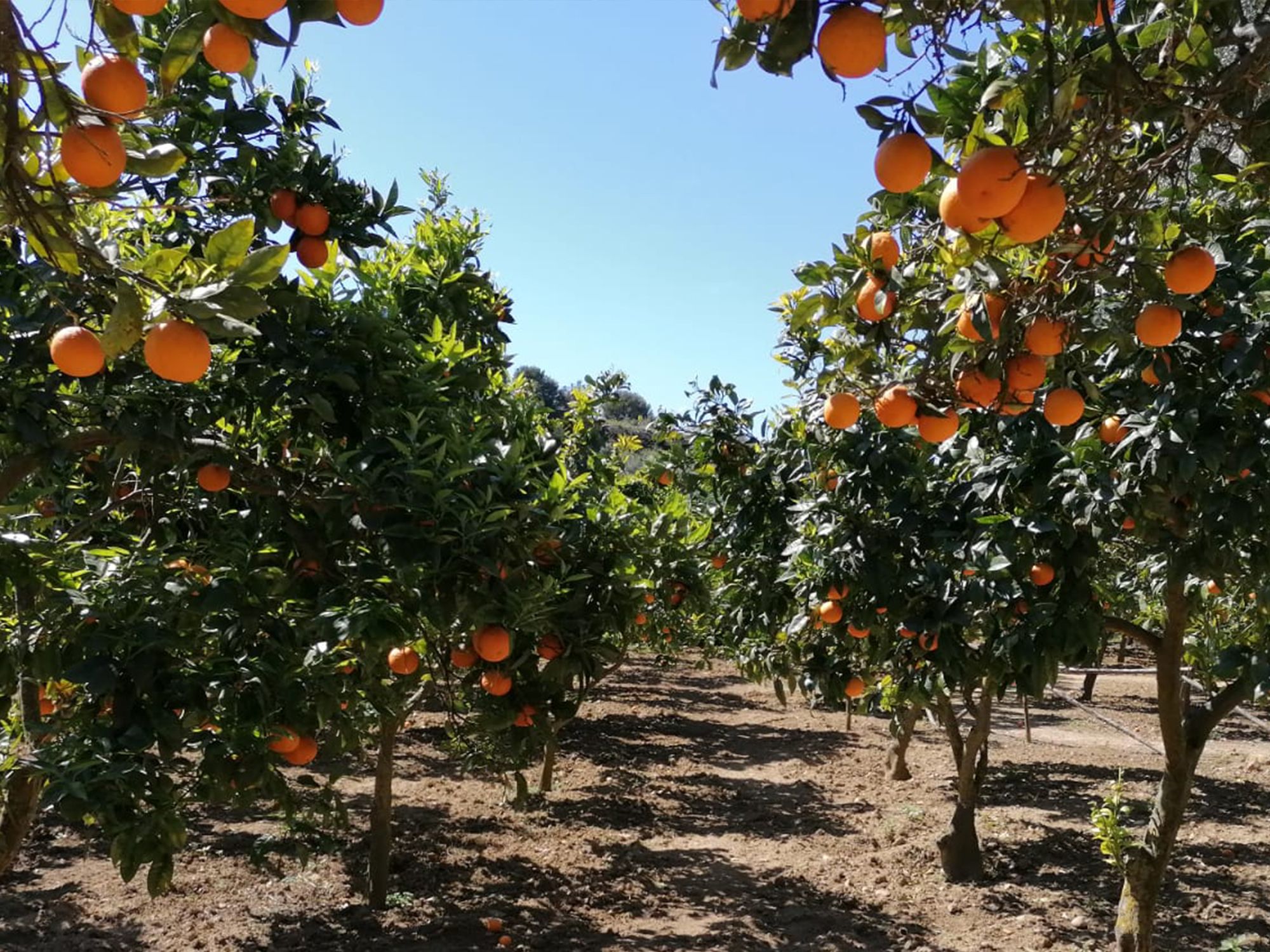 La raccolta delle arance al Giardino della Kolymbethra