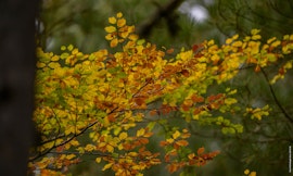 Trekking "Il Foliage intorno ai Giganti della Sila"