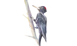 Visita guidata speciale alla scoperta della fauna