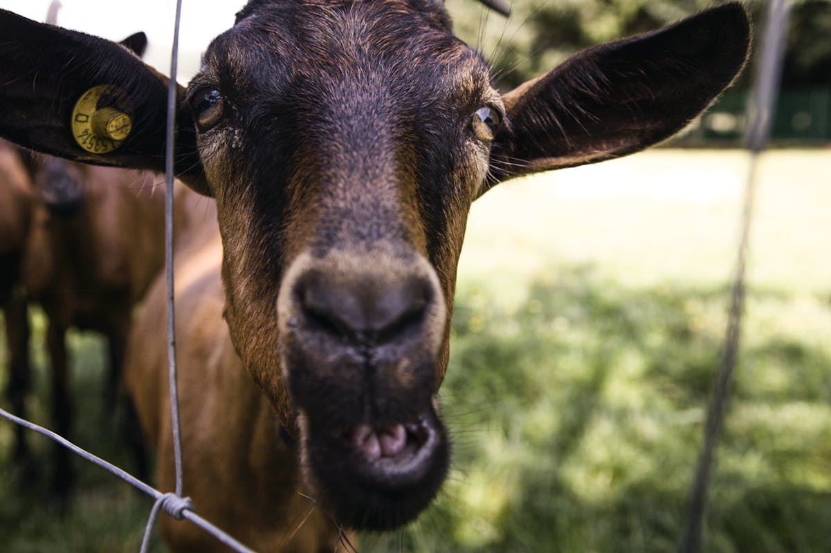 Dai Giganti della Sila a “casaro per un giorno” con l’azienda Fiorella Cibi Rurali Dai Giganti della Sila a “casaro per un giorno” con l’azienda Fiorella Cibi Rurali