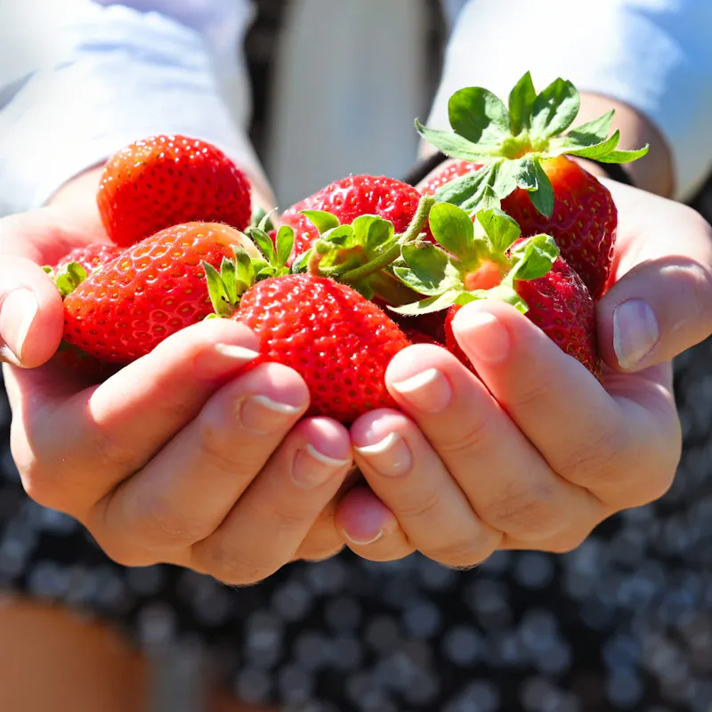Dai Giganti della Sila ai frutti di bosco della Fattoria Pupo Dai Giganti della Sila ai frutti di bosco della Fattoria Pupo