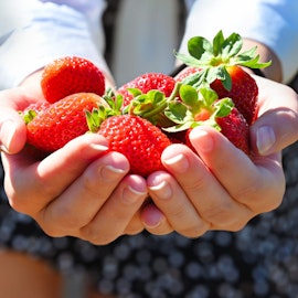Dai Giganti della Sila ai frutti di bosco della Fattoria Pupo