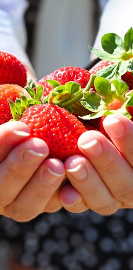 Dai Giganti della Sila ai frutti di bosco della Fattoria Pupo