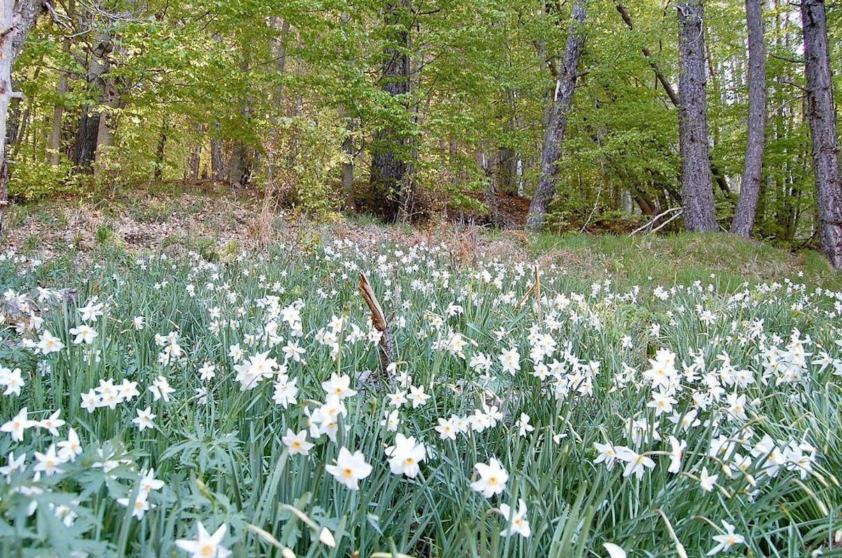 Il risveglio della natura: Trekking di Primavera Il risveglio della natura: Trekking di Primavera