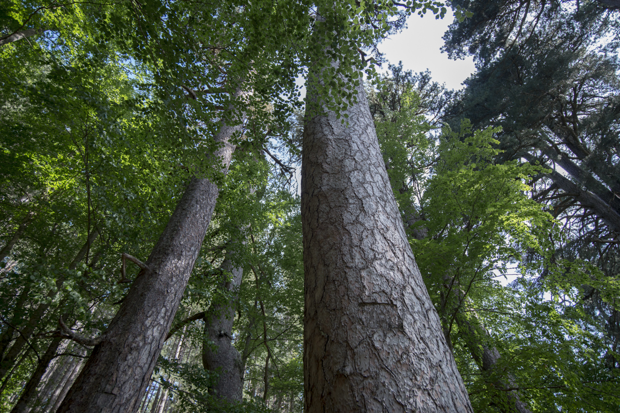 Peperoncino Jazz Festival