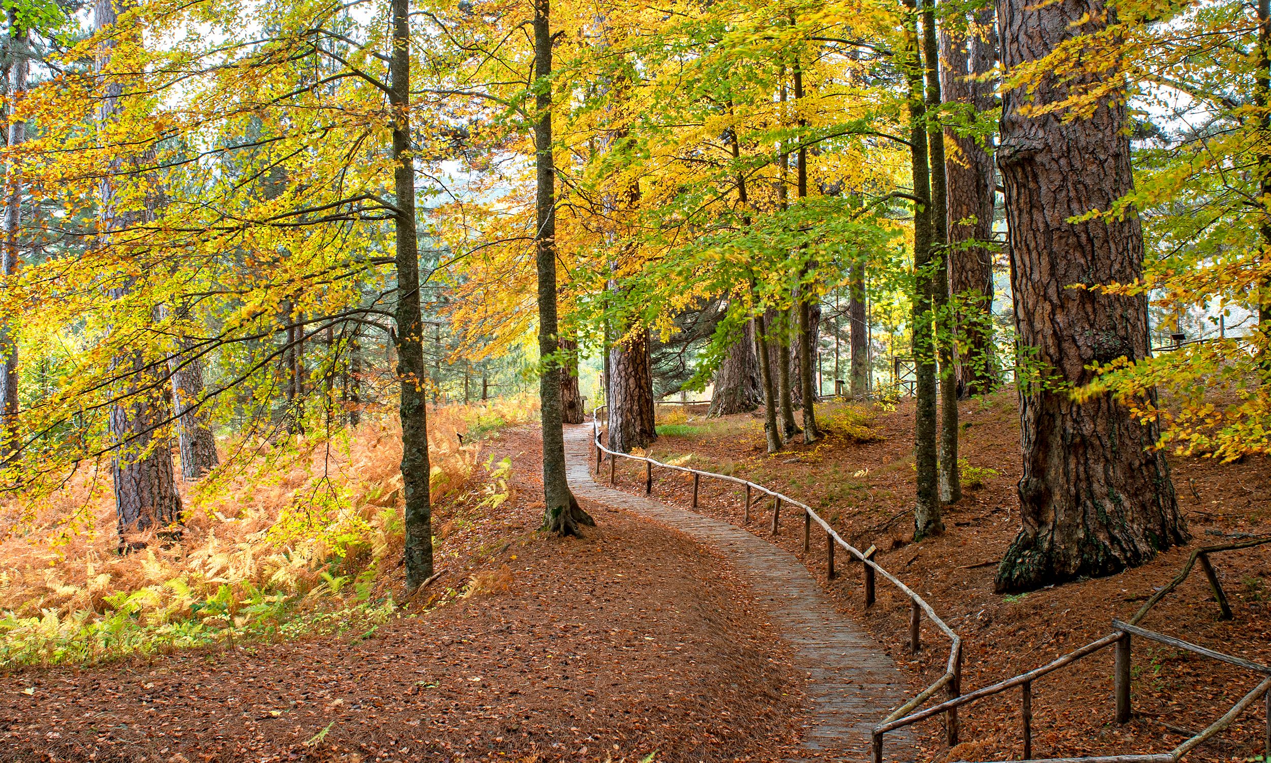 Trekking "Il Foliage intorno ai Giganti della Sila"