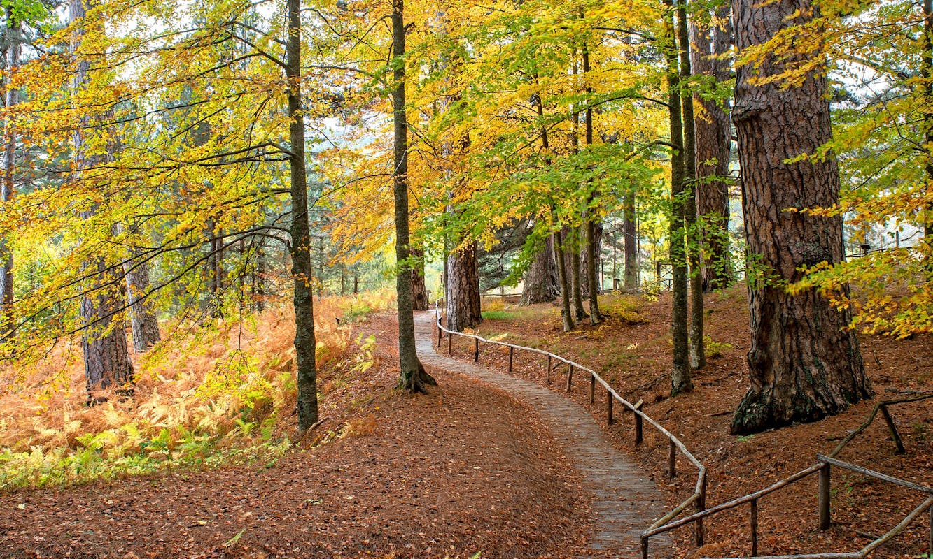 Trekking "Il Foliage intorno ai Giganti della Sila" Trekking "Il Foliage intorno ai Giganti della Sila"
