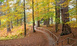 Trekking "Il Foliage intorno ai Giganti della Sila"