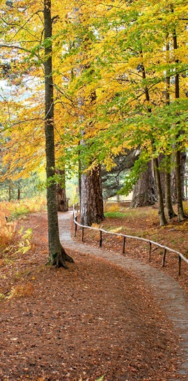 Trekking "Il Foliage intorno ai Giganti della Sila"