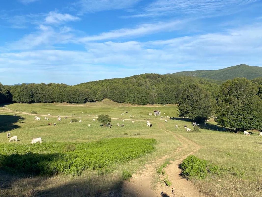 Trekking fotografico intorno ai Giganti della Sila Trekking fotografico intorno ai Giganti della Sila