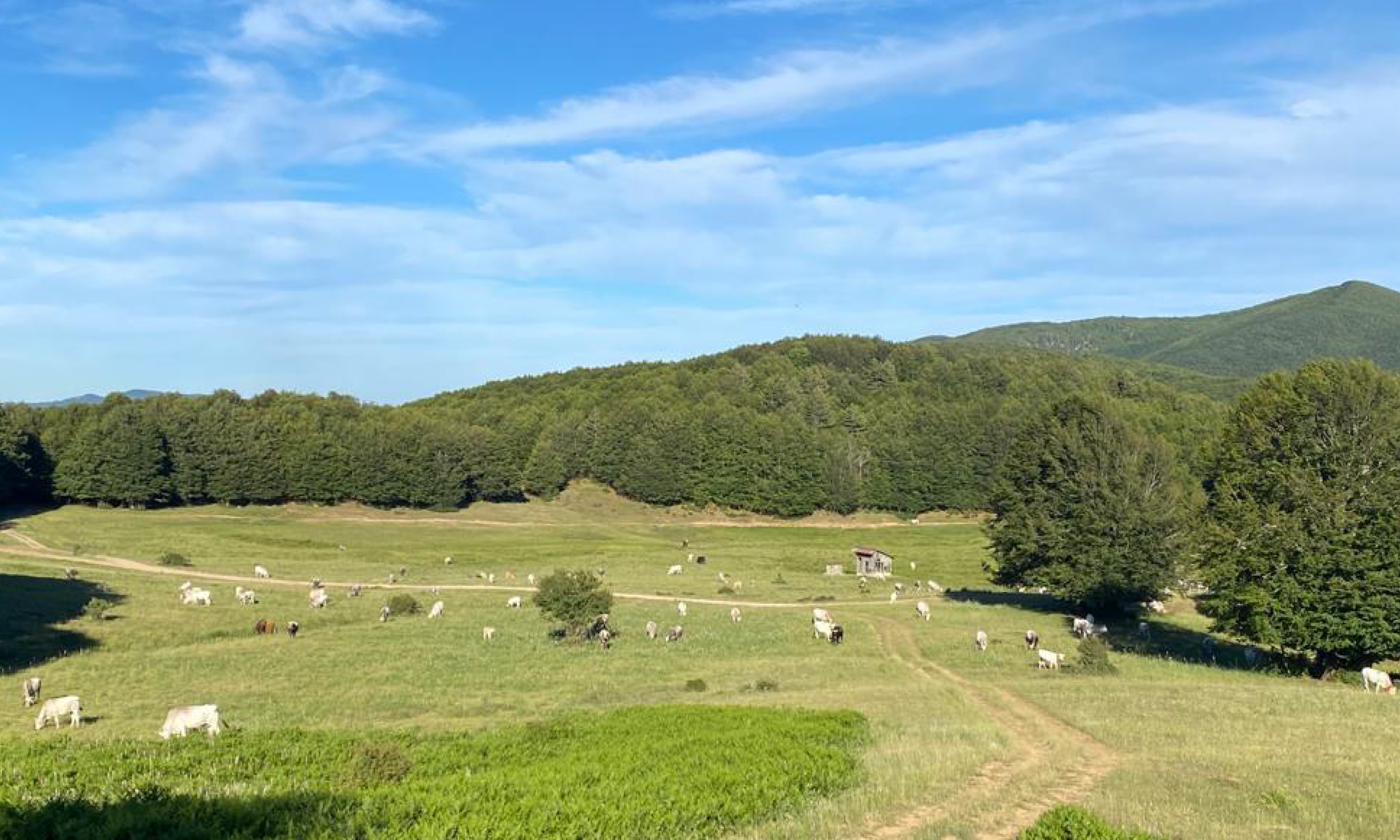 Trekking intorno ai Giganti della Sila