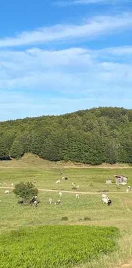 Trekking intorno ai Giganti della Sila