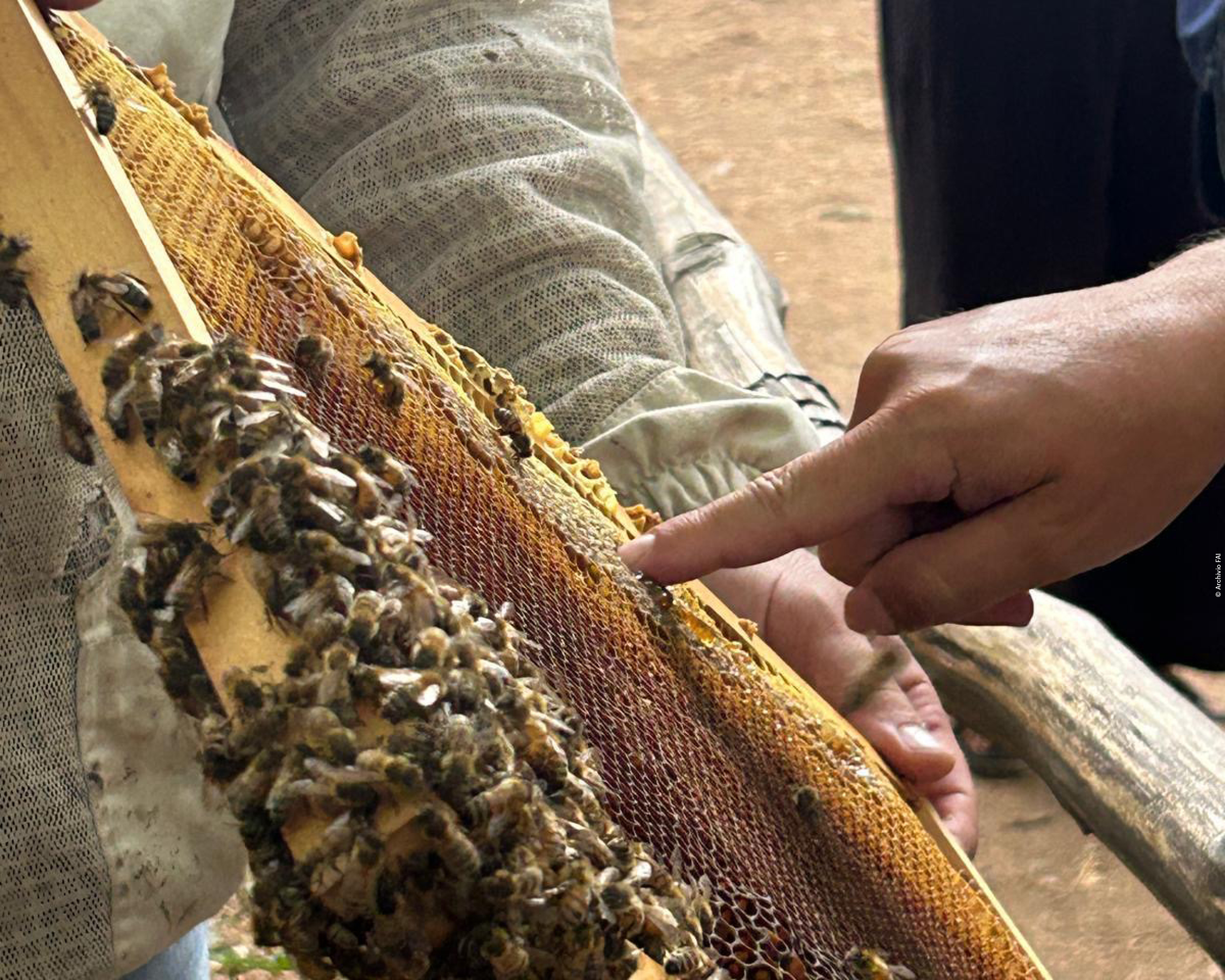 Un giorno da Apicoltore