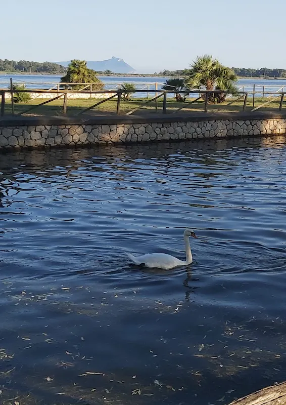 FAI BIRDWATCHING CON NOI AL PARCO NAZIONALE DEL CIRCEO NEL BORGO DI FOGLIANO A LATINA FAI BIRDWATCHING CON NOI AL PARCO NAZIONALE DEL CIRCEO NEL BORGO DI FOGLIANO A LATINA