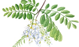 Tra antiche pietre e fauna selvatica: un itinerario al Monastero di Torba