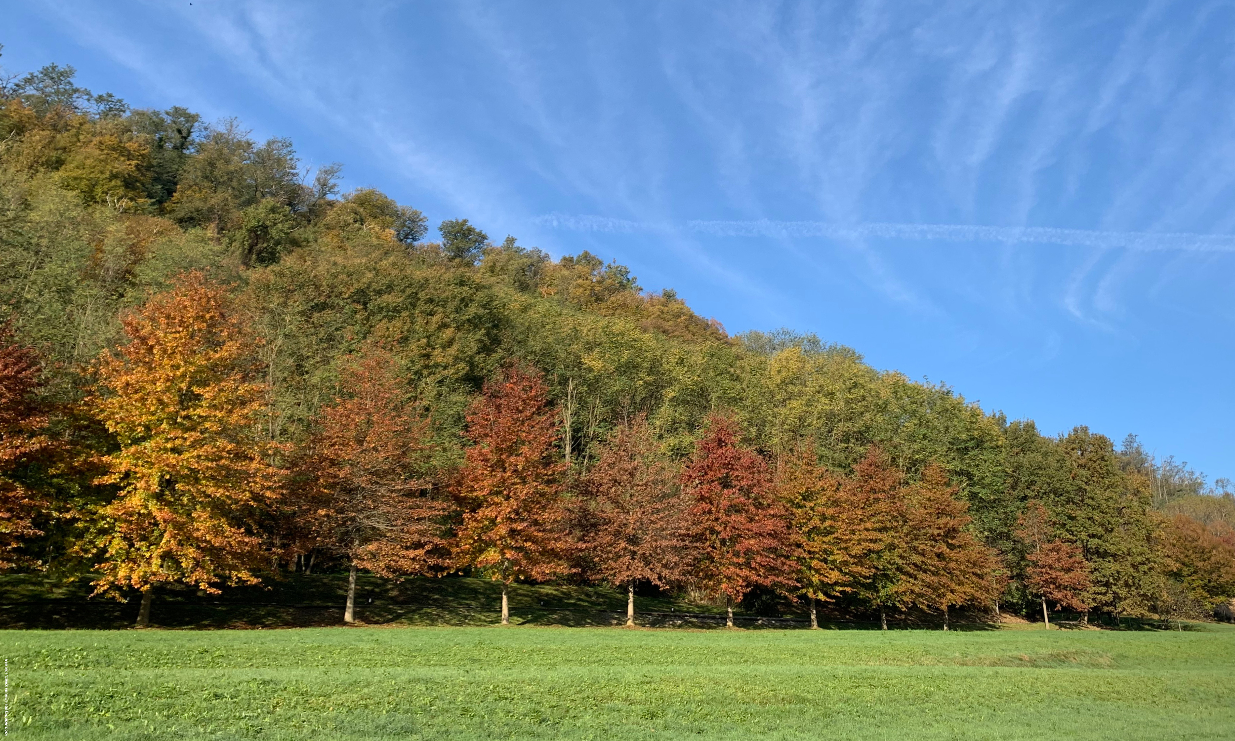 Gli animali del bosco