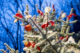 Visita guidata e cammello di sfoglia