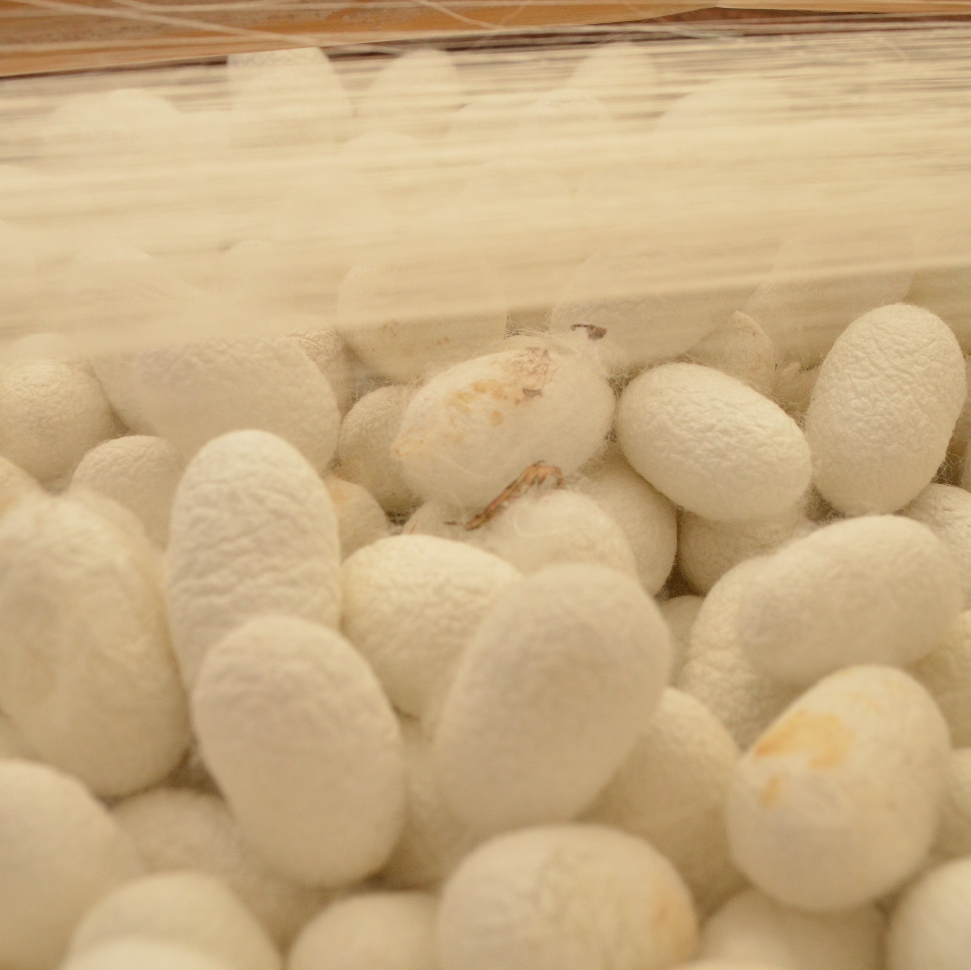 Radici resilienti - Nido di Seta