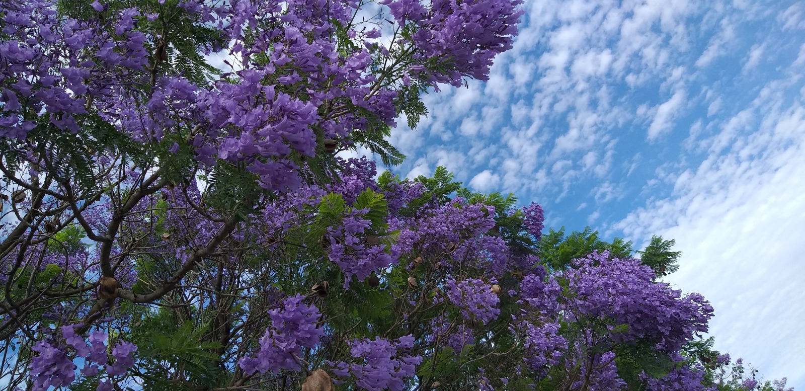 Passeggiata in viola - Sosteniamo le jacarande come luogo del cuore