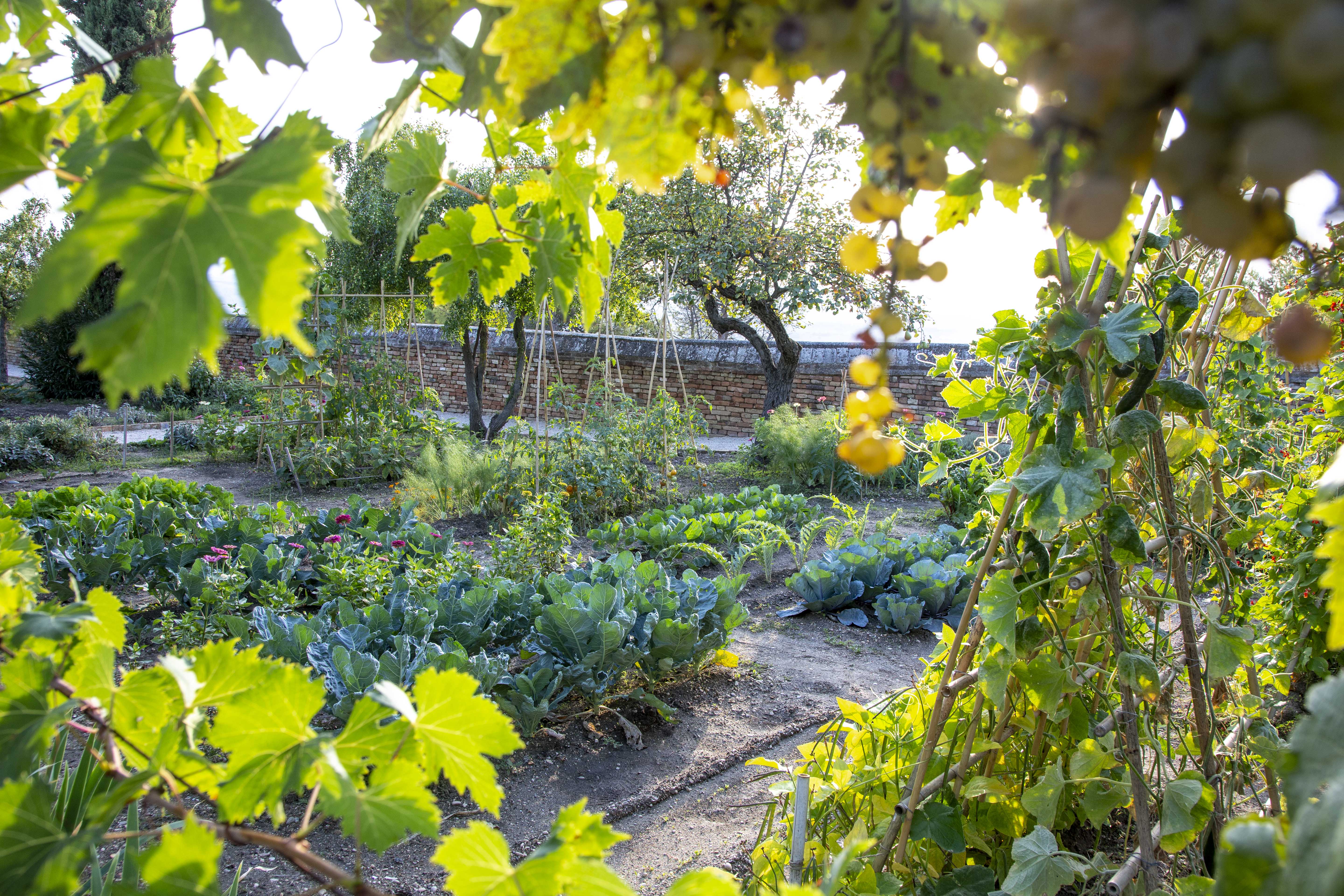 Il giardiniere racconta: La vite e l'Orto sul Colle dell'Infinito