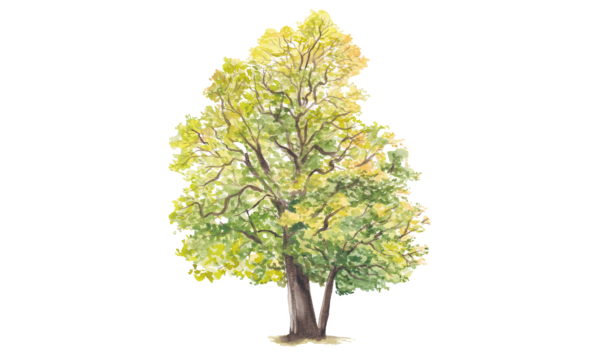 La ricchezza della biodiversità urbana: Parco Sempione