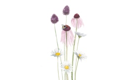 Passeggiata con il naturalista