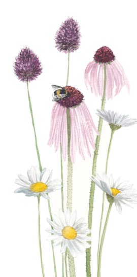 Passeggiata con il naturalista