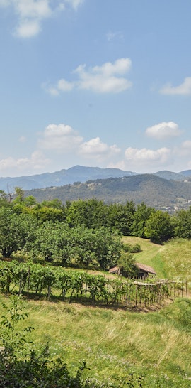 Visite Guidate ai Giardini