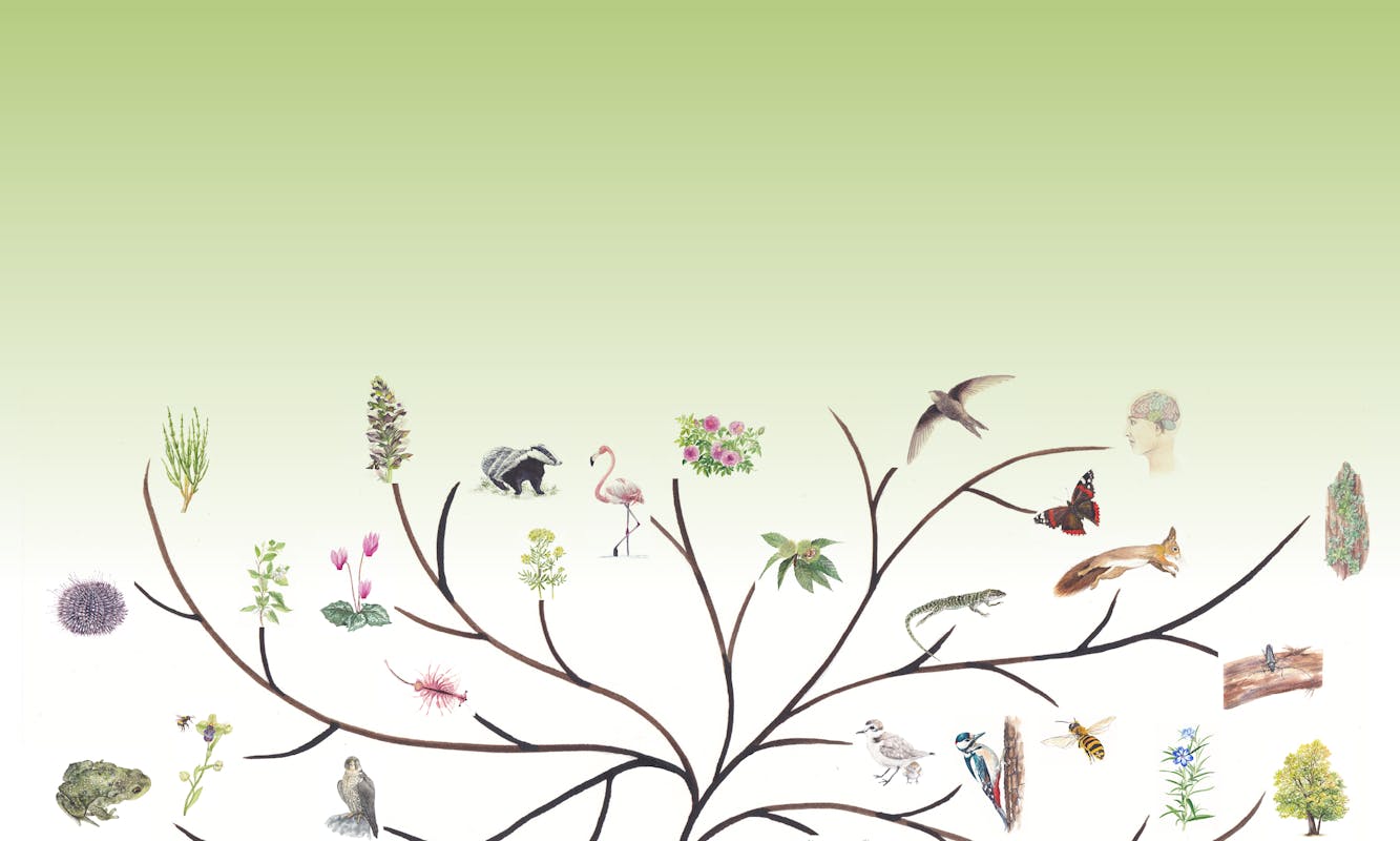 Lucciolata Lucciolata