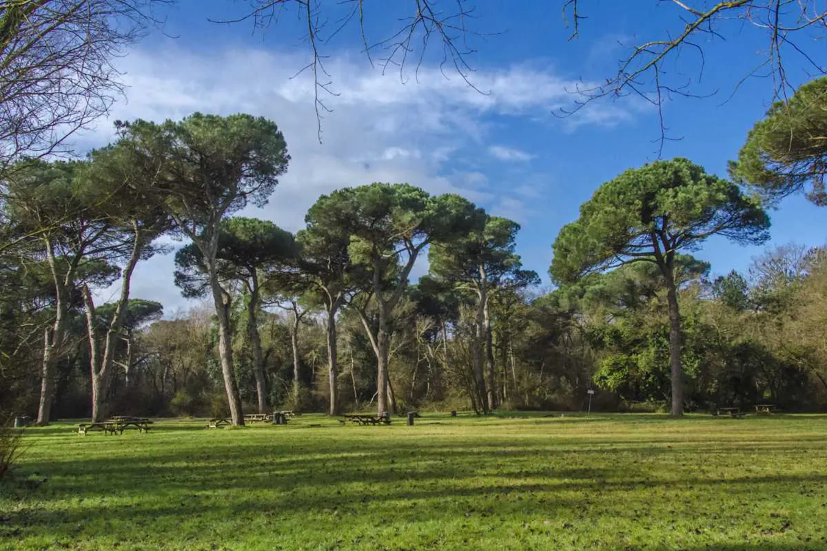 Giardini Aperti - Pineta S. Vitale: passeggiata nella biodiversità Giardini Aperti - Pineta S. Vitale: passeggiata nella biodiversità