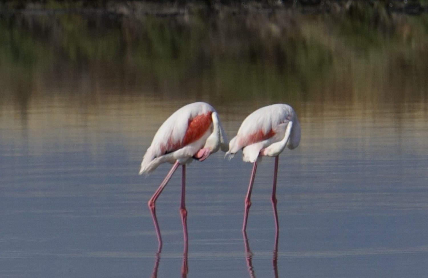 Passeggiata a Porto San Pietro