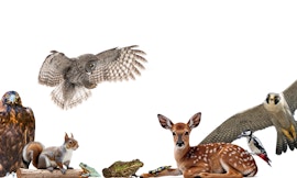 Selvatica: alla scoperta del mondo animale "non addomesticato"