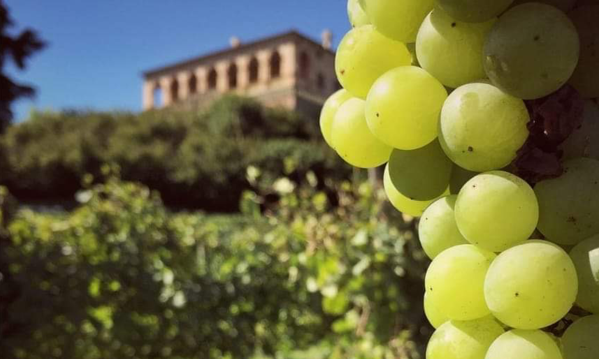Vendemmia in Villa