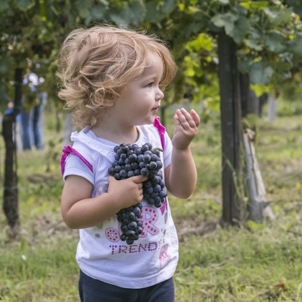 Vendemmia in Villa