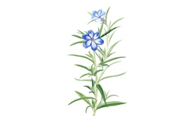 Sulle vie del lago: tra natura storia intorno a Villa del Balbianello