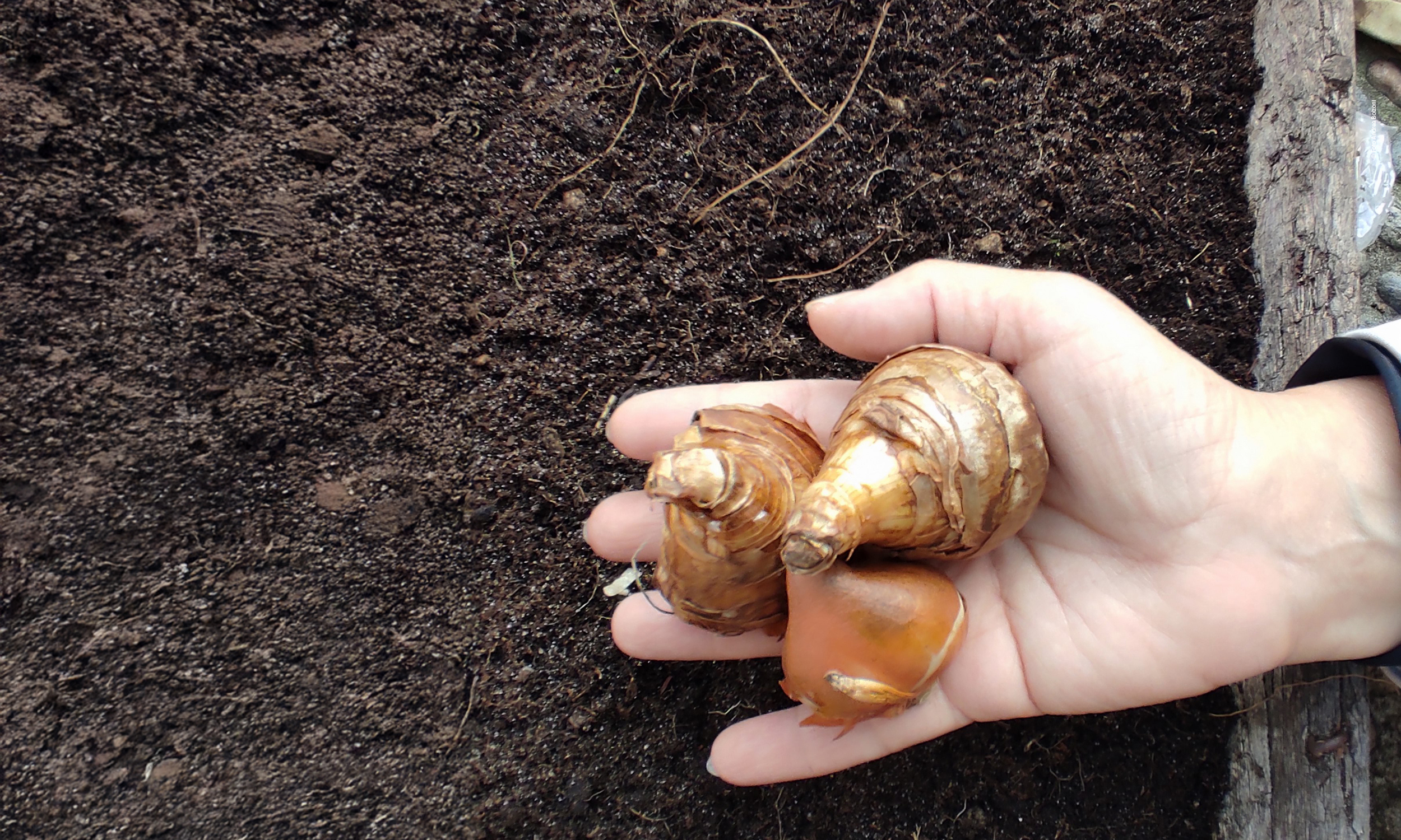 Il giardino in un vaso: laboratorio sulle bulbose